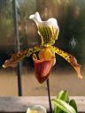 Paphiopedilum, Paph orchid flower, Lady Slipper flower, Glasshouse, RHS Garden Wisley, Woking, Surrey, UK