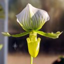 Paphiopedilum Maudiae, Paph hybrid orchid flower, Lady Slipper flower, green and white flower, Glasshouse, RHS Garden Wisley, Woking, Surrey, UK