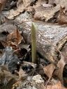Aplectrum hyemale, Putty Root Orchid, Adam and Eve Plant, North American native orchid species, flower spike emerging in May, growing wild in Virginia among brown fallen leaves and fallen branch