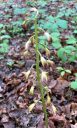Aplectrum hyemale flowers, Putty Root Orchid, Adam and Eve Plant, North American native orchid species, growing wild in Virginia in spring