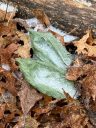 Aplectrum hyemale, Putty Root Orchid, Adam and Eve Plant, North American native orchid species, variegated leaves covered in ice, pin-striped leaves with alternating silvery-white and green stripes, growing wild in Virginia among brown fallen leaves in December