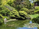 Plants reflected in pond with water lilies, topiary, cloud pruning, Japanese Tea Garden, Golden Gate Park, San Francisco, California