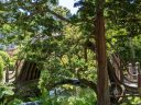 Drum Bridge viewed behind tree, semicircular wooden bridge, Japanese Tea Garden, Golden Gate Park, San Francisco, California