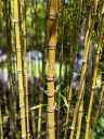 Bamboo, Japanese Tea Garden, Golden Gate Park, San Francisco, California