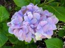 Hydrangea flowers and leaves, Japanese Tea Garden, Golden Gate Park, San Francisco, California