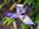 Iris flower, partially open flower, purple yellow and white flower, Japanese Tea Garden, Golden Gate Park, San Francisco, California