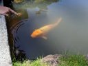 Large koi goldfish in pond with child's hand pointing at it, Japanese Tea Garden, Golden Gate Park, San Francisco, California