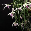 Leptotes bicolor, orchid species flowers and leaves, miniature orchid, fragrant orchid, purple and white flowers, Brazilian native species, Pacific Orchid Expo 2018, San Francisco, California