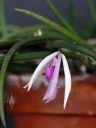 Leptotes pohlitinocoi, orchid species flower and leaves in clay pot, miniature orchid, fragrant orchid, purple pink and white flower, Brazilian native species, grown indoors in Pacifica, California