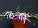 Leptotes pohlitinocoi, orchid species flowers and leaves in clay pot, miniature orchid, fragrant orchid, purple pink and white flowers, Brazilian native species, grown indoors in Pacifica, California