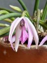 Leptotes pohlitinocoi, orchid species flower and leaves, miniature orchid, fragrant orchid, purple pink and white flower, Brazilian native species, grown indoors in Pacifica, California