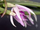 Leptotes pohlitinocoi, orchid species flower and bud with broken leaf, miniature orchid, fragrant orchid, purple pink and white flower, Brazilian native species, grown indoors in Pacifica, California