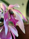 Leptotes pohlitinocoi, orchid species flower, miniature orchid, fragrant orchid, purple pink and white flower, Brazilian native species, grown indoors in Pacifica, California