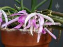 Leptotes pohlitinocoi, orchid species flowers and leaves in clay pot, miniature orchid, fragrant orchid, purple pink and white flowers, Brazilian native species, grown indoors in Pacifica, California