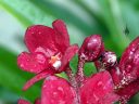 Sarcochilus Kulnura Spice x Fairy, orchid hybrid flowers and buds with water drops, red and white flowers, miniature orchid, grown outdoors in Pacifica, California
