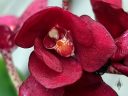 Sarcochilus Kulnura Spice x Fairy, orchid hybrid flower, flower close up, partially open flower, red flower with red and white lip, miniature orchid, grown outdoors in Pacifica, California