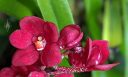 Sarcochilus Kulnura Spice x Fairy, orchid hybrid flowers buds, red flowers with red and white lip, miniature orchid, grown outdoors in Pacifica, California