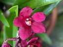 Sarcochilus Kulnura Spice x Fairy, orchid hybrid flower, red flower with red and white lip, miniature orchid, grown outdoors in Pacifica, California