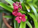 Sarcochilus Kulnura Spice x Fairy, orchid hybrid flowers buds and leaves, red flowers with red and white lip, miniature orchid, grown outdoors in Pacifica, California
