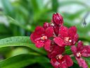 Sarcochilus Kulnura Spice x Fairy, orchid hybrid flowers and leaves with water drops, red flowers with red and white lip, miniature orchid, grown outdoors in Pacifica, California