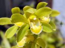 Cymbidium orchid hybrid flower, yellow and white flower, grown outdoors in Pacifica, California