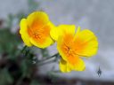 Eschscholzia californica, California poppy, orange and yellow flowers, grown outdoors in Pacifica, California