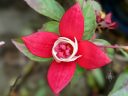 Fuchsia hybrid flower, red and white flower, grown outdoors in Pacifica, California