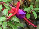 Fuchsia hybrid flower and leaves, red and white flower, grown outdoors in Pacifica, California
