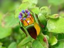 Fuchsia procumbens, fuchsia species flower, creeping fuchsia, climbing fuchsia, trailing fuchsia, grown outdoors in Pacifica, California