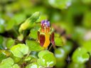 Fuchsia procumbens, fuchsia species flower and leaves, creeping fuchsia, climbing fuchsia, trailing fuchsia, grown outdoors in Pacifica, California