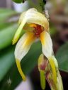 Masdevallia polysticta, orchid species flower, pleurothallid, miniature orchid, grown outdoors in Pacifica, California