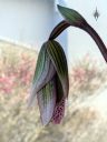 Paphiopedilum, orchid hybrid flower bud, Paph, Lady Slipper, grown indoors in Pacifica, California