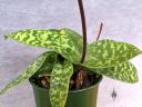 Paphiopedilum, orchid hybrid leaves, variegated leaves, Paph, Lady Slipper, grown indoors in Pacifica, California