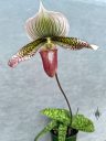 Paphiopedilum, orchid hybrid flower and leaves, variegated leaves, Paph, Lady Slipper, grown indoors in Pacifica, California