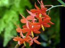 Prosthechea vitellina, AKA Encyclia vitellina, Yolk-Yellow Orchid, orchid species flowers, bright orange and yellow flowers, grown outdoors in Pacifica, California