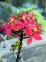 Epidendrum orchid flowers, red and yellow flowers, reed stem Epidendrum, possibly Epidendrum x obrienianum, grown outdoors in Pacifica, California