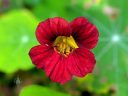 Nasturtium flower, red flower, grown outdoors in Pacifica, California