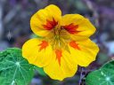Nasturtium flower, yellow and orange flower, grown outdoors in Pacifica, California