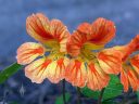 Nasturtium flower, yellow and orange flower, grown outdoors in Pacifica, California