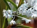 Cleisocentron gokusingii, orchid species flowers, light blue flowers, miniature orchid, cluster of small flowers, Orchids in the Park 2016, Golden Gate Park, San Francisco, California