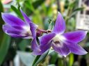 Dendrobium victoriae-reginae, orchid species flowers, bluish purple flowers, Pacific Orchid Expo 2019, San Francisco, California