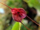 Masdevallia Morning Glory, orchid hybrid flower, red and purple flower, pleurothallid, Pacific Orchid Expo 2019, San Francisco, California