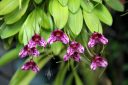 Masdevallia chaparensis, orchid species flowers and leaves, purple and pink flowers, pleurothallid, grown outdoors in San Francisco, California
