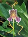 Masdevallia meleagris, orchid species flower, pleurothallid, Pacific Orchid Expo 2019, San Francisco, California