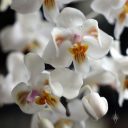 Phalaenopsis celebensis, orchid species flowers, Phal, Moth Orchid, Orchids in the Park 2016, Golden Gate Park, San Francisco, California