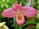 Phragmipedium, Phrag, Lady Slipper, orchid species flower, Orchids in the Park 2019, Golden Gate Park, San Francisco, California