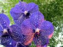 Vanda Tokyo Blue 'Sapphire', orchid hybrid flowers, blue flowers, Pacific Orchid Expo 2015, San Francisco, California