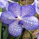 Vanda coerulea var compacta, orchid species flower, blue and white flower, Pacific Orchid Expo 2015, San Francisco, California