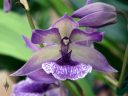 Zygonisia Cynosure 'Blue Birds', orchid hybrid flower, bluish-purple and white flower, Akatsuka Orchid Gardens, Volcano, Hawaii Island, Big Island, Hawaii