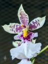 Caucaea phalaenopsis, orchid species flower, Phalaenopsis-Like Oncidium, fragrant miniature orchid, grown outdoors in Pacifica, California